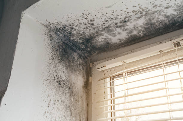 Mold Removal service in Cedar Grove